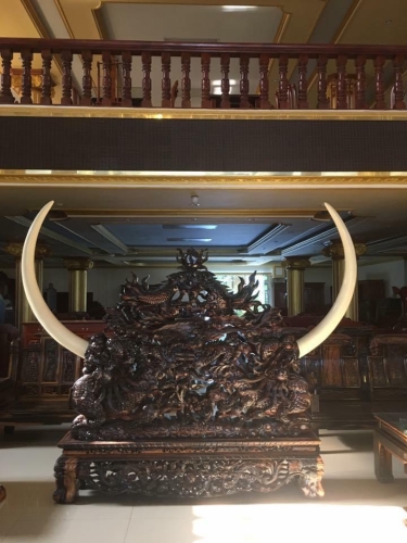 Giá ngà gỗ mun Lào